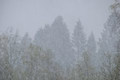 20200515-_DSF0222
