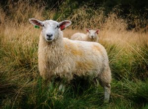 Sheep at Dalateigane